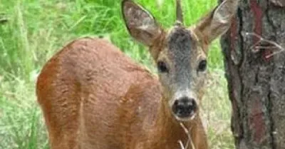 Capriolo unicorno