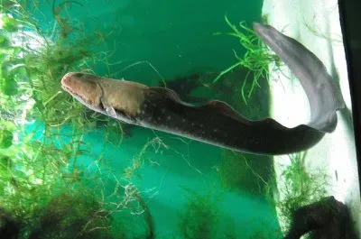 Anguilla elettrica jigsaw puzzle