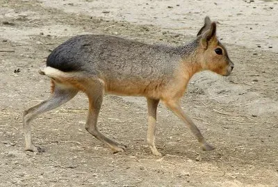 Patagonian mara