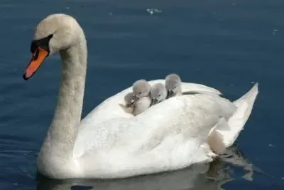 Cigno con i piccoli