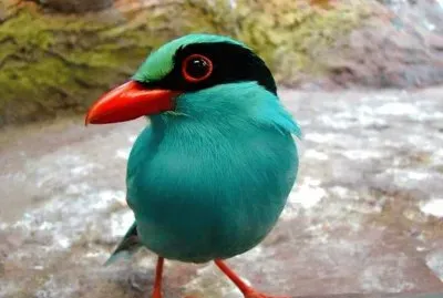 La Urraca Verde (Cissa chinensis) jigsaw puzzle