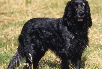 Epagneul bleu de picardie