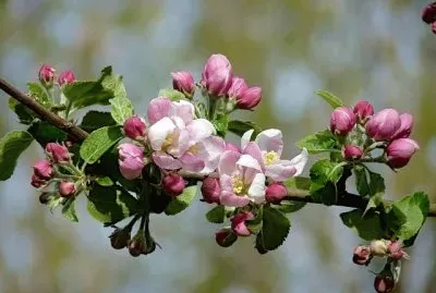 apple blossoms