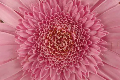pink flower