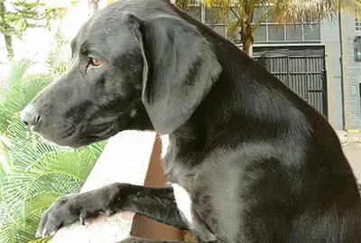 Mascota