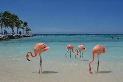 flamingos jigsaw puzzle