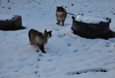 chats dans la neige