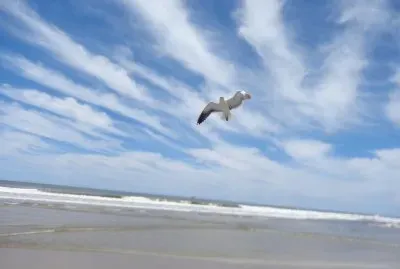 gaivota em Changrila