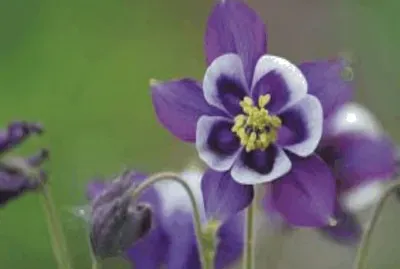 flowers jigsaw puzzle