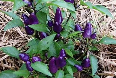 Purple Chile Peppers