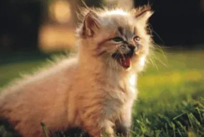 cats and dogs