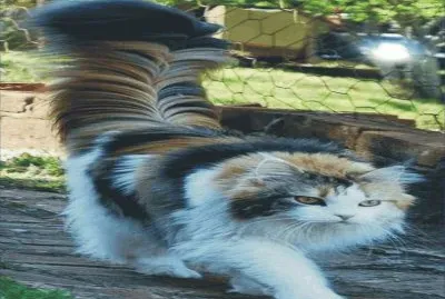 cats and dogs