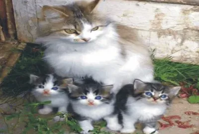 cats and dogs