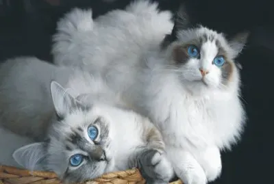 cats and dogs