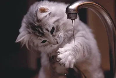 cats and dogs jigsaw puzzle