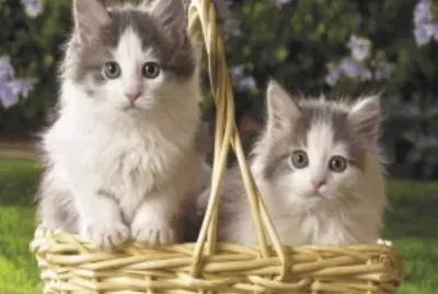 cats and dogs