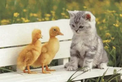 cats and ducks