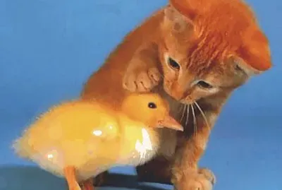 cats and duck