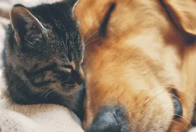cats and dog