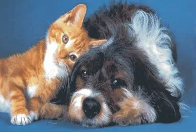 פאזל של cats and dogs