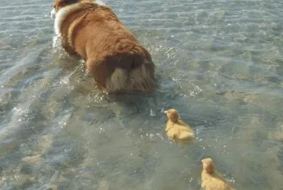 פאזל של dog and ducks