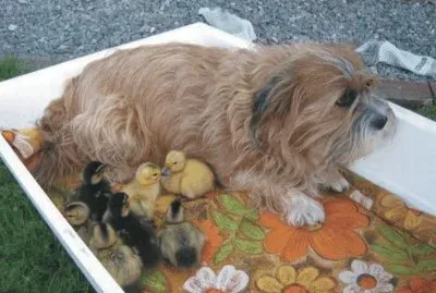 פאזל של dog and ducks