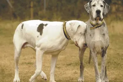 פאזל של dogs