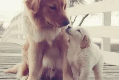dogs