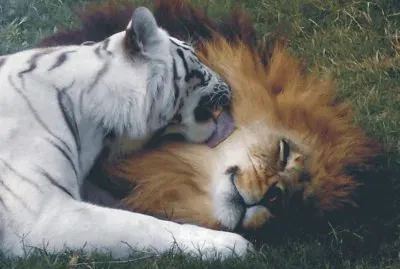 lion and tiger jigsaw puzzle
