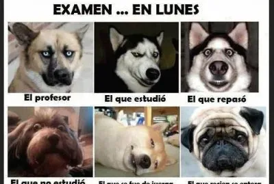 my phenquito jigsaw puzzle