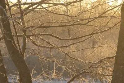 Icy trees in morning sun