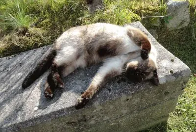 misette jigsaw puzzle