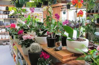 פאזל של Plants and Flowers-Store Display