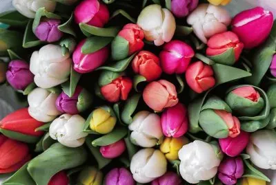 פאזל של Tulips