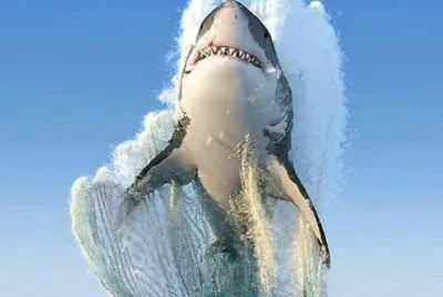shark