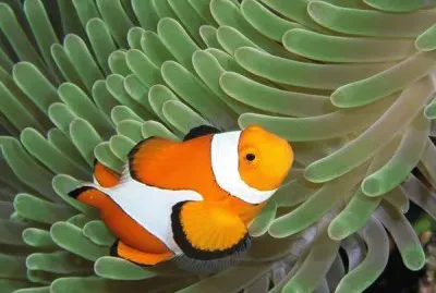 פאזל של å‹•ç‰©ä¸–ç•Œ