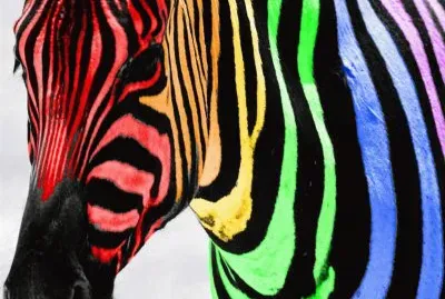 פאזל של æ–‘é¦¬ç´‹