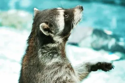 פאזל של MapacheMX