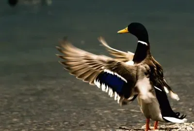 פאזל של Porlezza