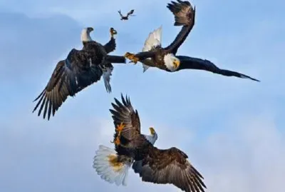 PLEITO DE AGUILAS