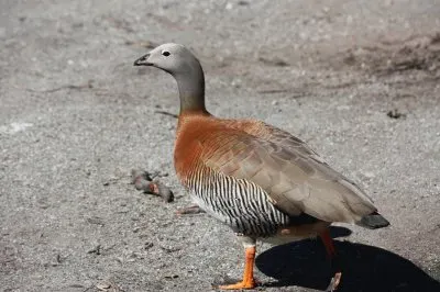 פאזל של CormorÃ¡n 2