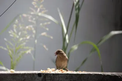 פאזל של gorriÃ³n y migas de pan