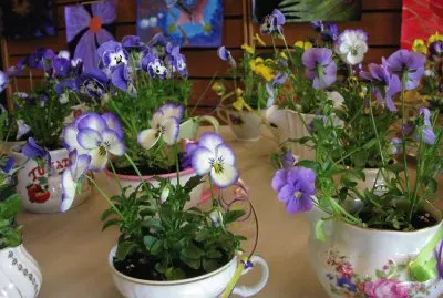 Pretty Tea Cup Planters