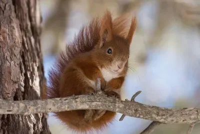 פאזל של Campodolcino