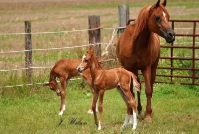 twins