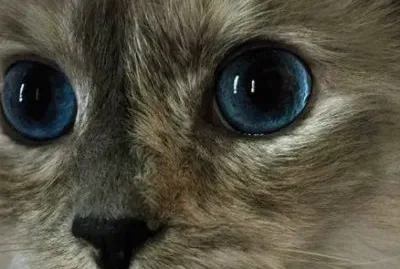 kitty