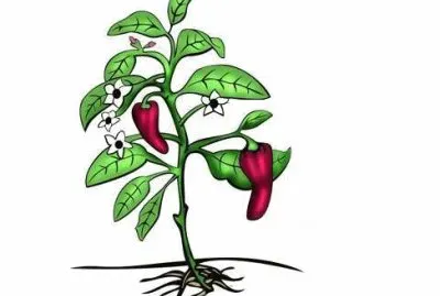 Estructuras de la planta jigsaw puzzle