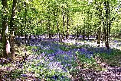 Bluebell Wood jigsaw puzzle