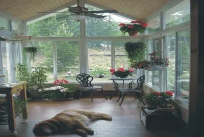 Dog lying in living room