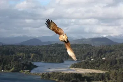 En vuelo jigsaw puzzle